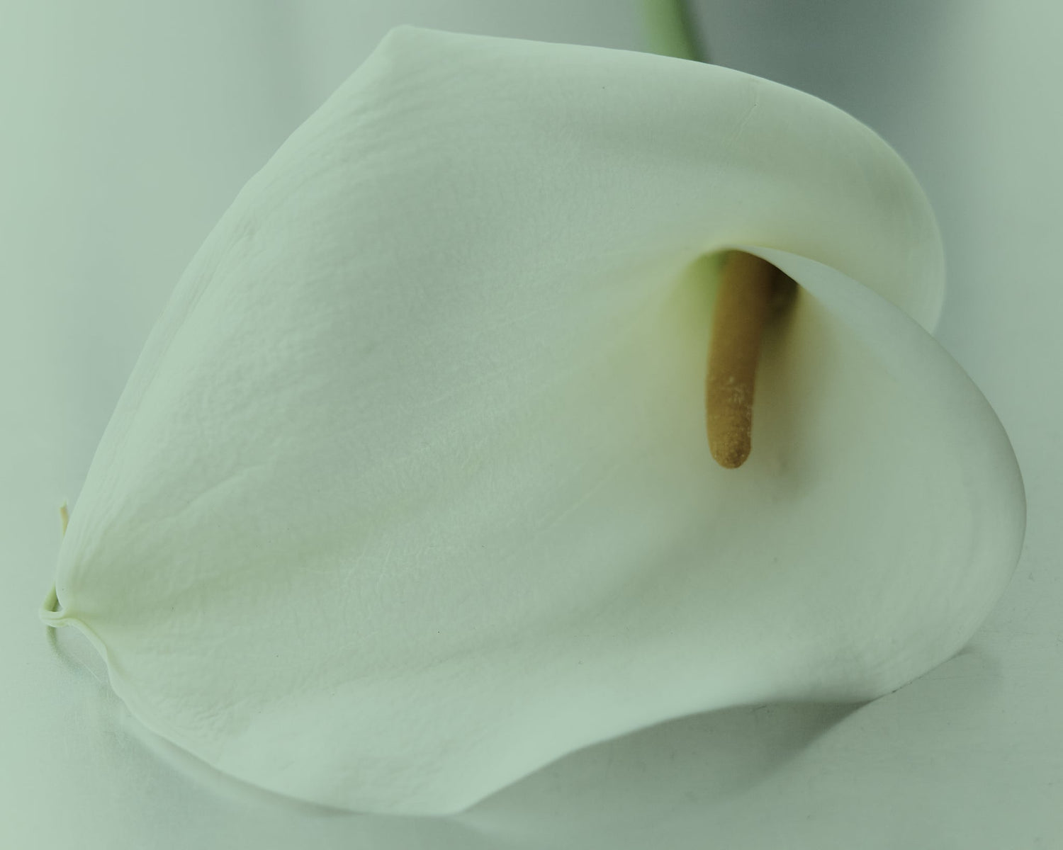 Bel White a nourished mother nutritionist